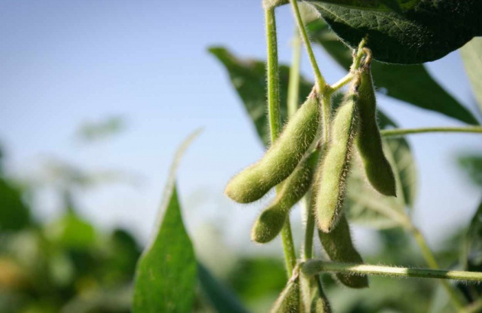 PR Safra 2025/26: colheita da soja atinge 37%