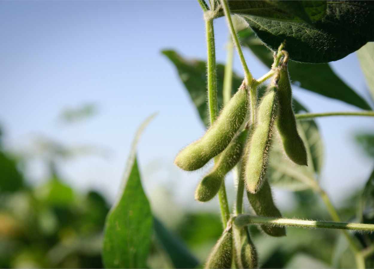 PR Safra 2025/26: colheita da soja atinge 37%