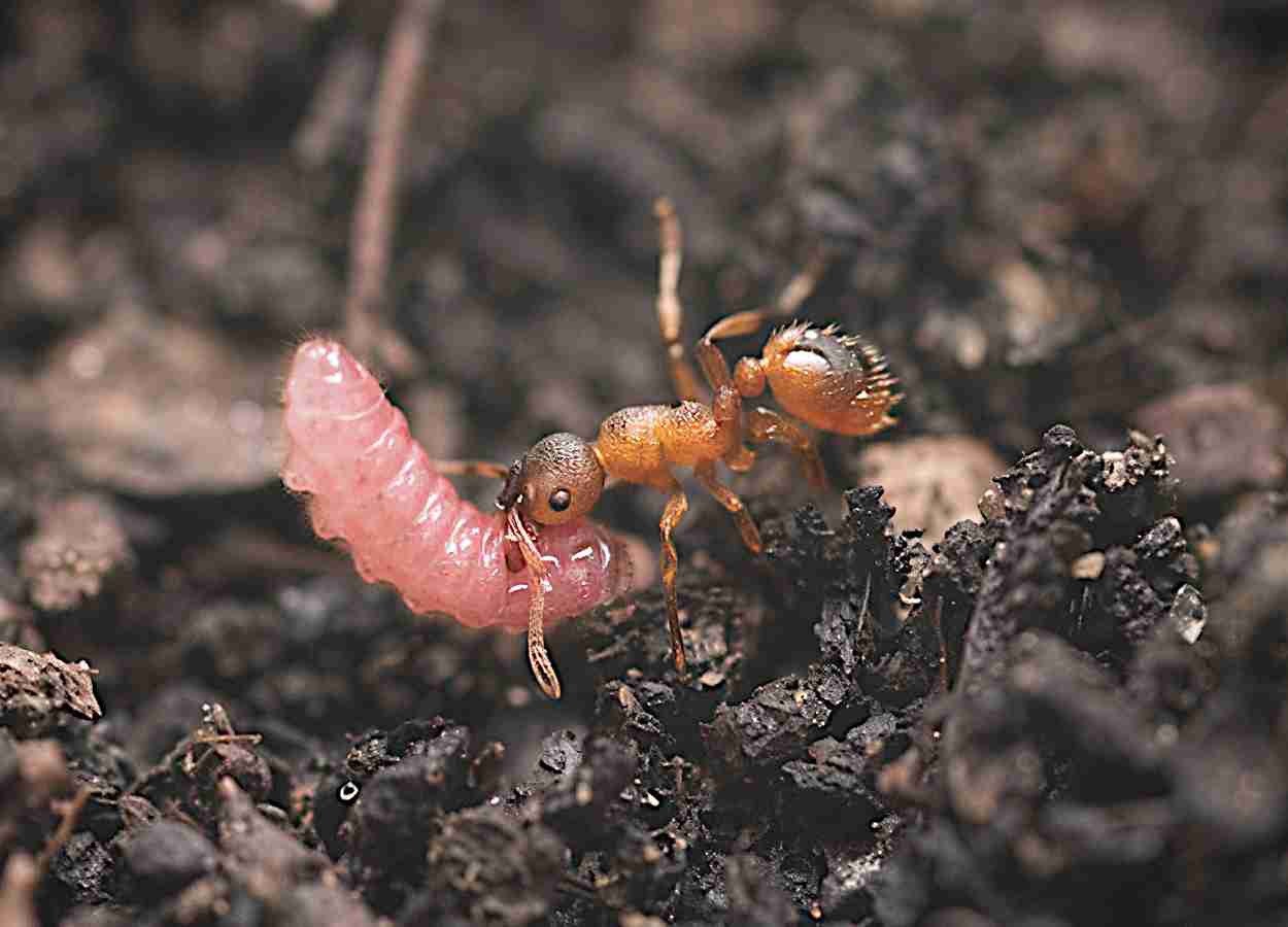 Lagartas ajustam ritmo de vibrações para comunicar com formigas