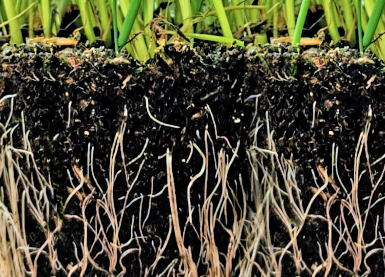 Plantas usam estratégia inteligente para absorção de água