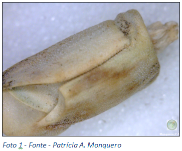 Figura 1 –	Foto 1 – Detalhes dos segmentos dos racemos da inflorescência e os frutos do tipo cariopses de capim camalote