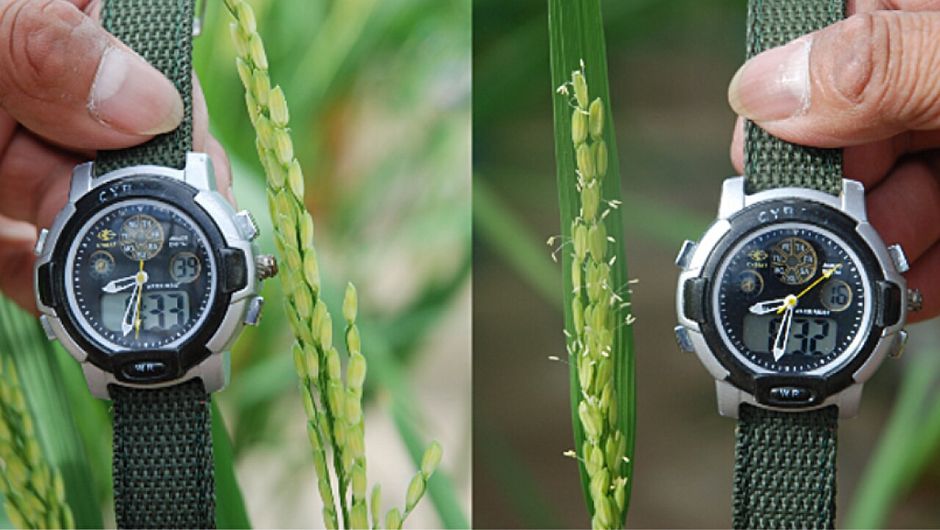 Plantas de arroz às 8h30: a planta com o gene EMF3 normal, à esquerda, não apresenta flores, enquanto a planta à direita, portadora do alelo raro EMF3-1D, já iniciou a floração; foto: Instituto Internacional de Pesquisa do Arroz
