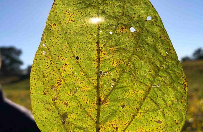 Avanço de doenças na soja pode impactar resultados da safra