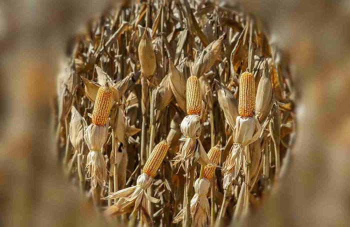 PR Safra 2025/26: ampliado plantio do milho safrinha