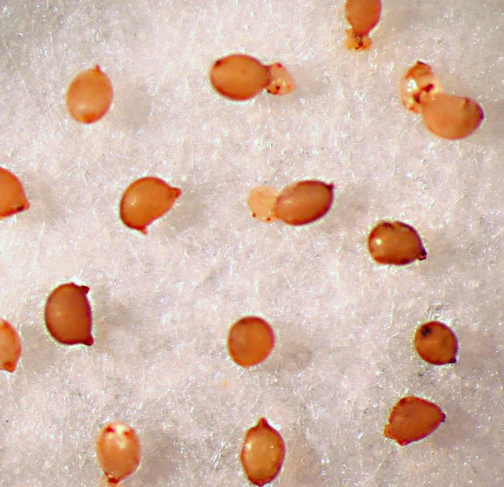 Prevenção e manejo de nematoides em soja