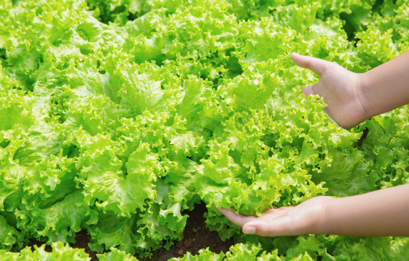 Controle biológico em hortaliças e frutas contribui para manejo de pragas e não deixa resíduos