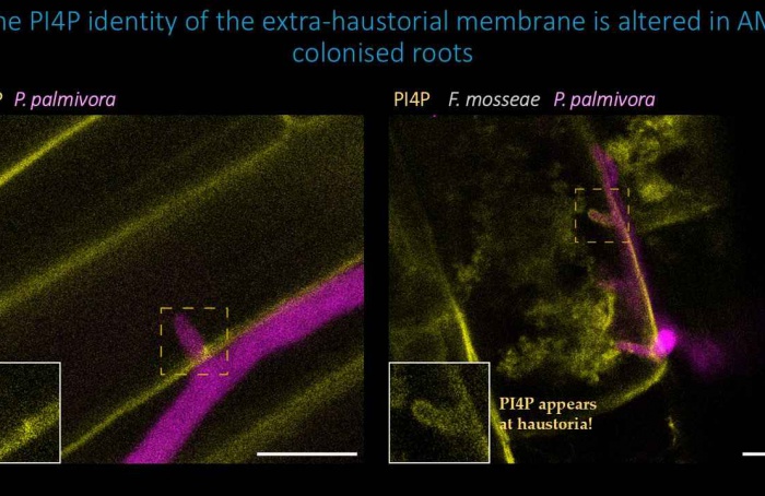 Fungo benéfico aumenta a resiliência das plantas