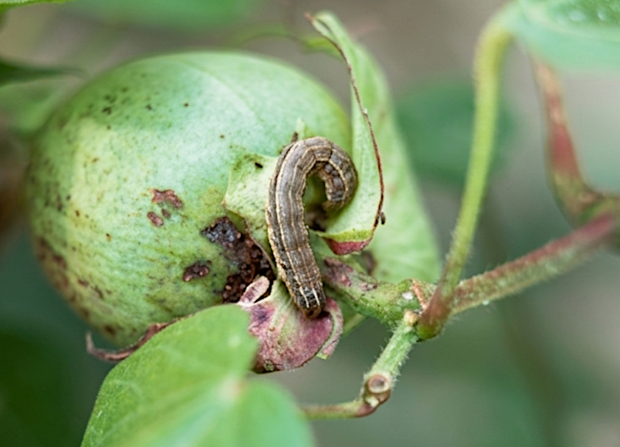 Foto:&nbsp;David Jones, University of Georgia