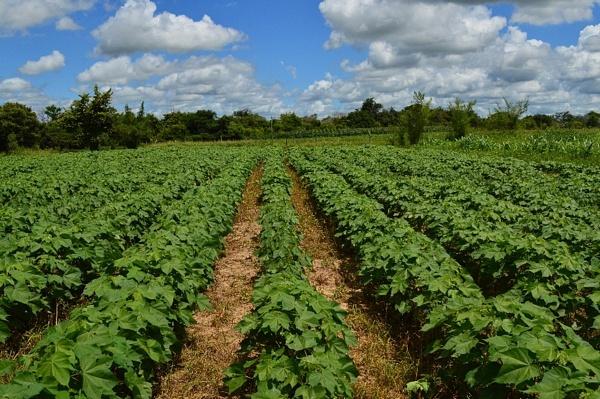 Algodão resistente a herbicida será apresentado a produtores cearenses