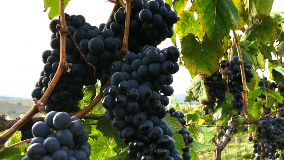 Malbec após mudança de cor; foto: Mairon Moura da Silva