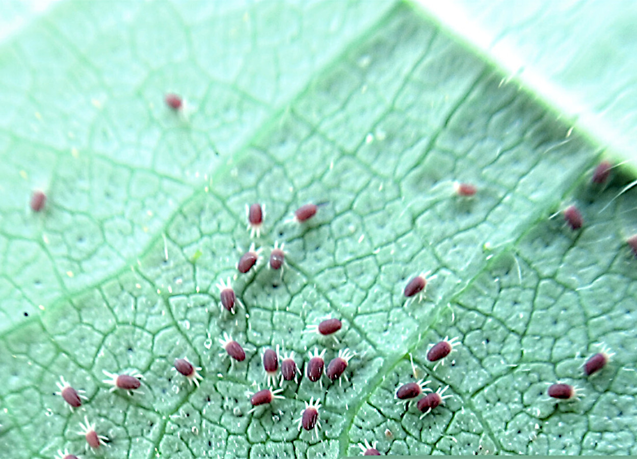 Foto:&nbsp;OP Sharma