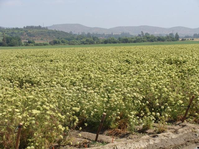 Visita técnica ao Chile aborda produção de sementes de hortaliças