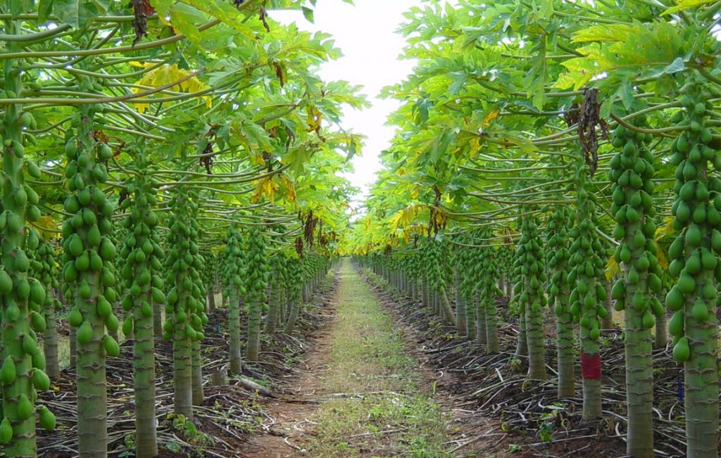 Tecnologias de irrigação com economia de água são testadas no Semiárido Mineiro