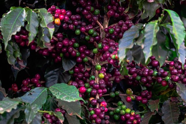 Safra de café é alvo de pesquisa no Rio de Janeiro