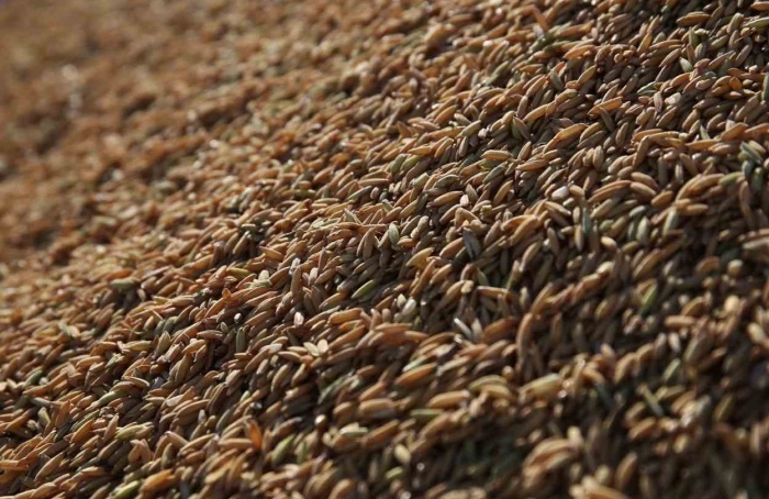 Leilão de Pepro comercializa 22,7 mil toneladas de arroz gaúcho