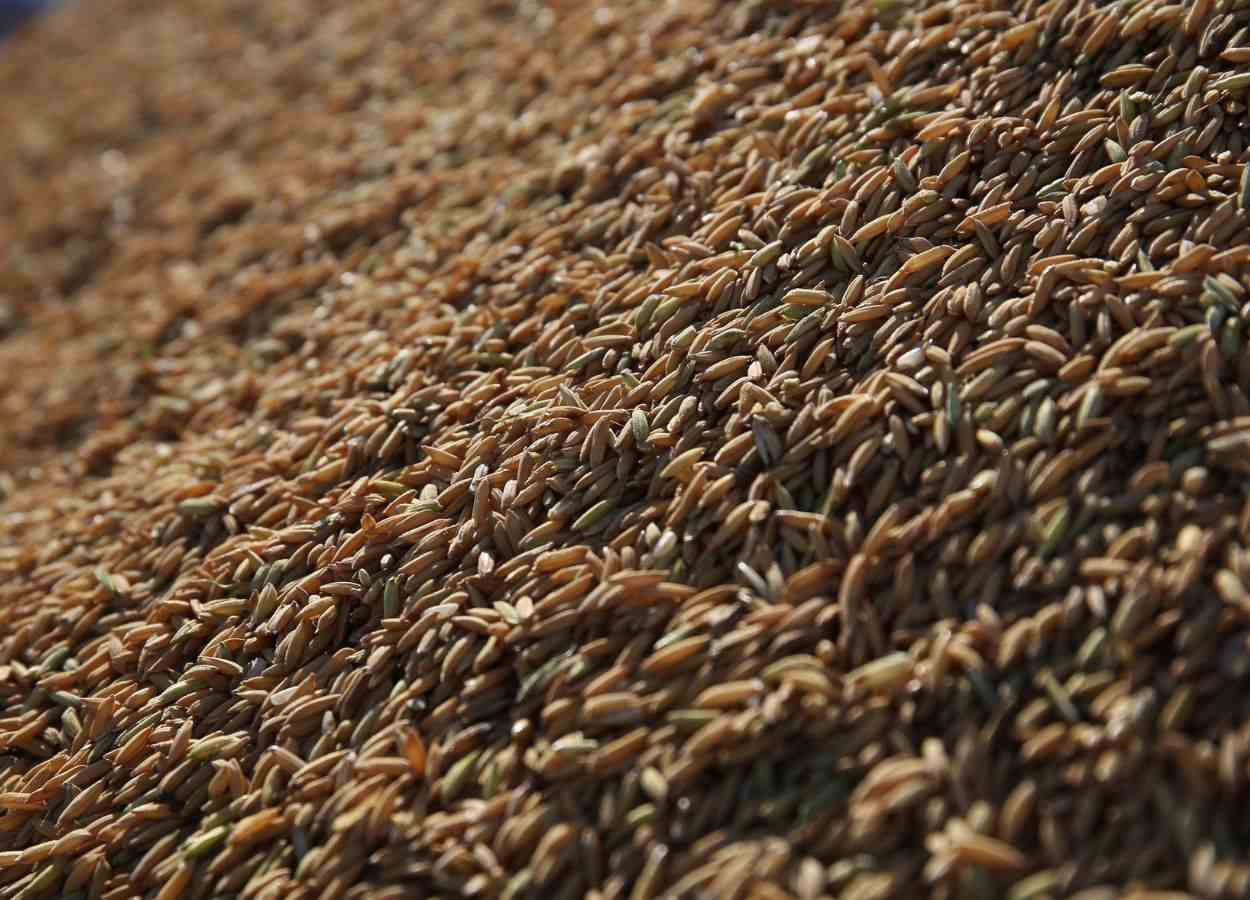 Leilão de Pepro comercializa 22,7 mil toneladas de arroz gaúcho