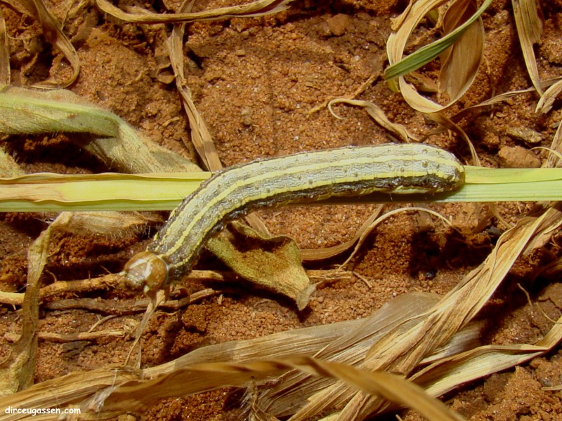 Presença da lagarta Spodoptera frugiperda em área de cultivo de milho.