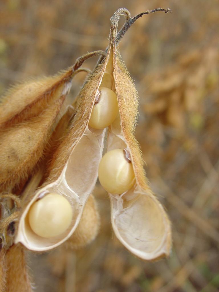 Fertilizantes com alto teor de enxofre trazem melhores resultados em cultura de soja, aponta pesquisa