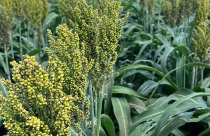Boa Safra assume liderança nacional em produtividade de sorgo