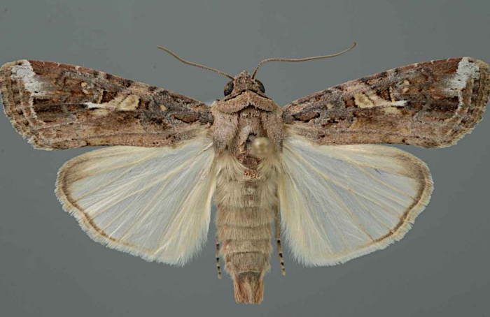 Lagarta-do-cartucho desenvolve ecótipo migratório