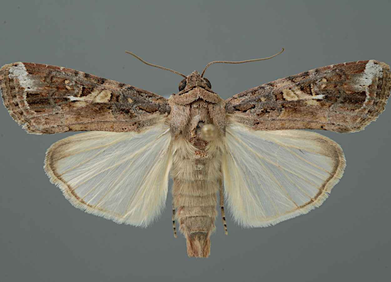 El gusano cogollero desarrolla un ecotipo migratorio