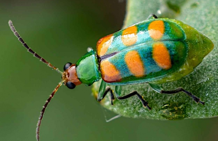 Vaquinha pode disseminar Fusarium na soja