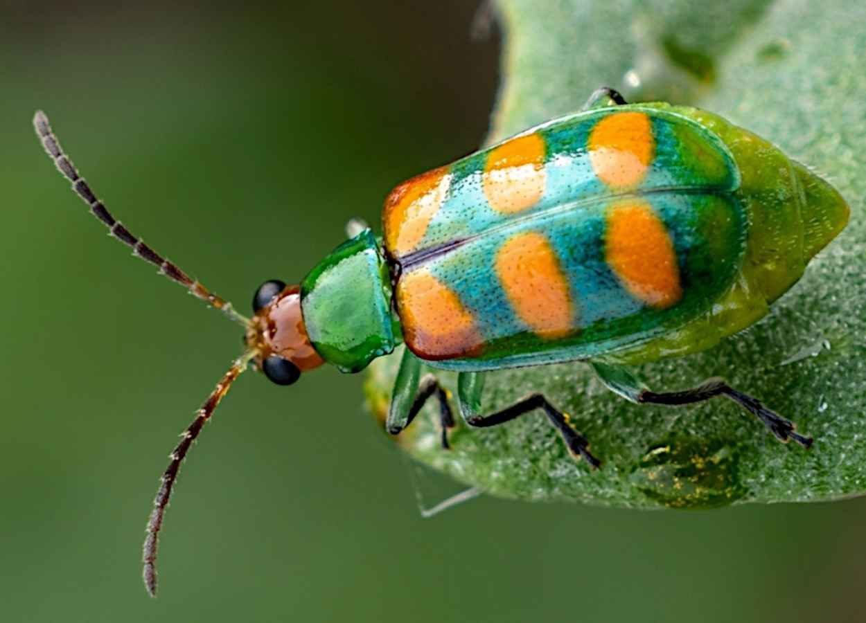 Vaquinha pode disseminar Fusarium na soja