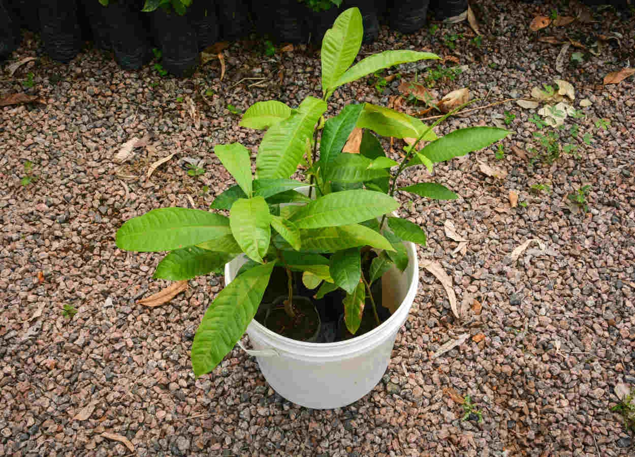 Communities in Acre innovate in the production of Amazonian chestnut seedlings