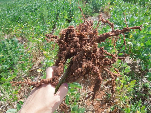 Nematoides causam perdas de mais de 50% nas culturas de soja e algodão no oeste baiano