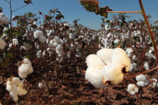 Indicador do algodão renova recorde nominal