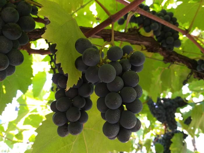 Embrapa apresenta alternativas de uso para cultivares de uva de processamento