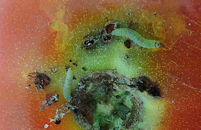 Tuta absoluta amplia resistência e exige manejos diversos