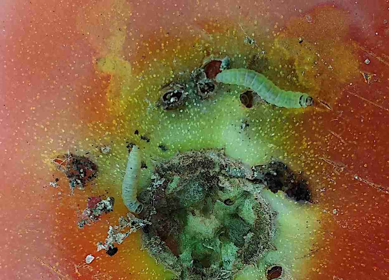 Tuta absoluta amplia resistência e exige manejos diversos