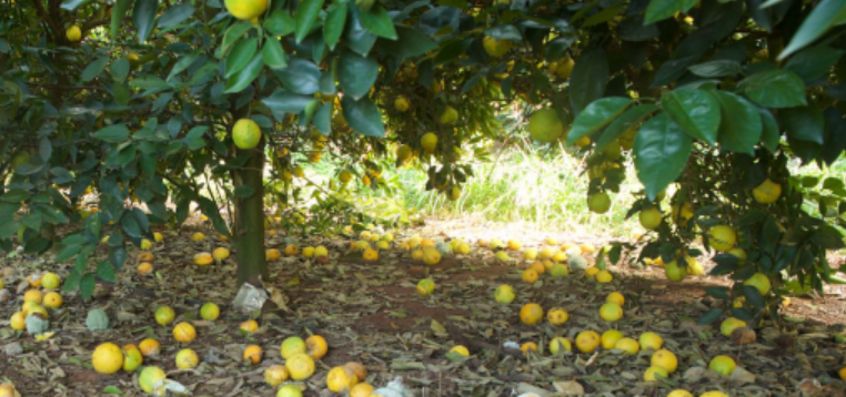 Taxa de queda de frutos bate recorde na safra 2020/2021 de citros