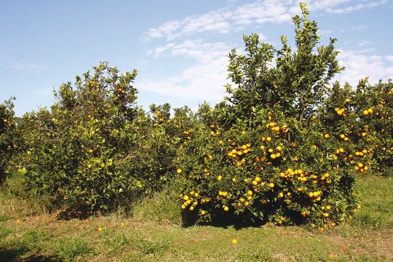 Bayer amplia leque de soluções para citros com Sivanto Prime