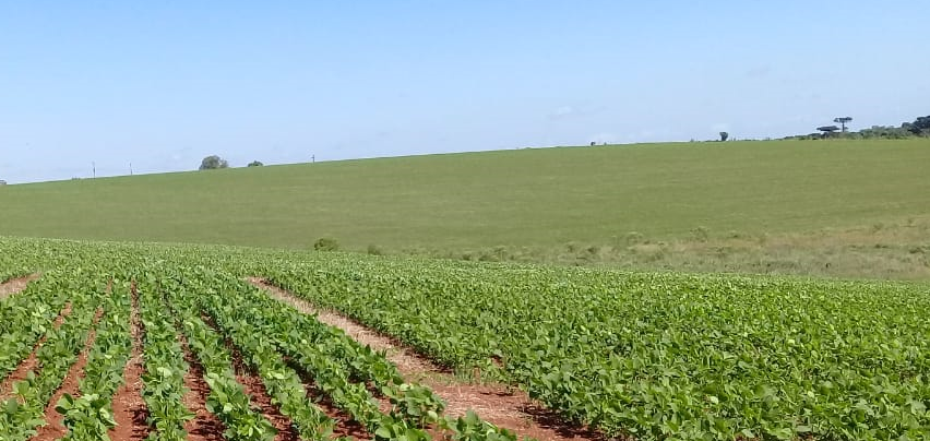 Plantio de soja no RS atinge 93% da área prevista