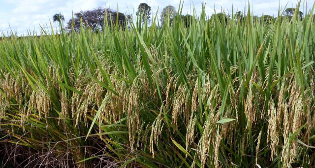 Agrotins 2021 traz um panorama do cenário atual da produção e comercialização de arroz no Tocantins