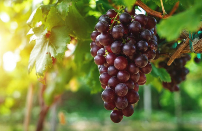 Fruticultura está entre os 15 setores do agro que mais exportam