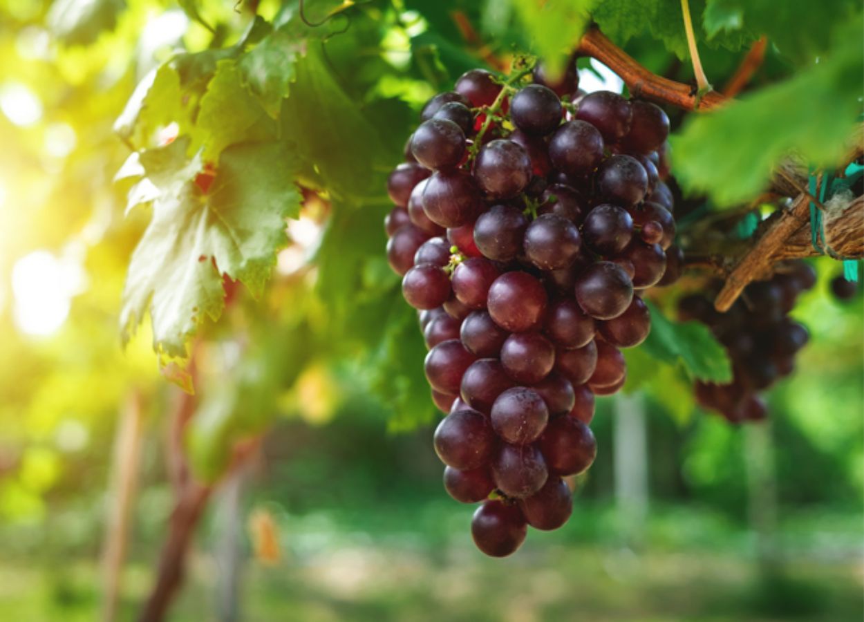 Fruticultura está entre os 15 setores do agro que mais exportam