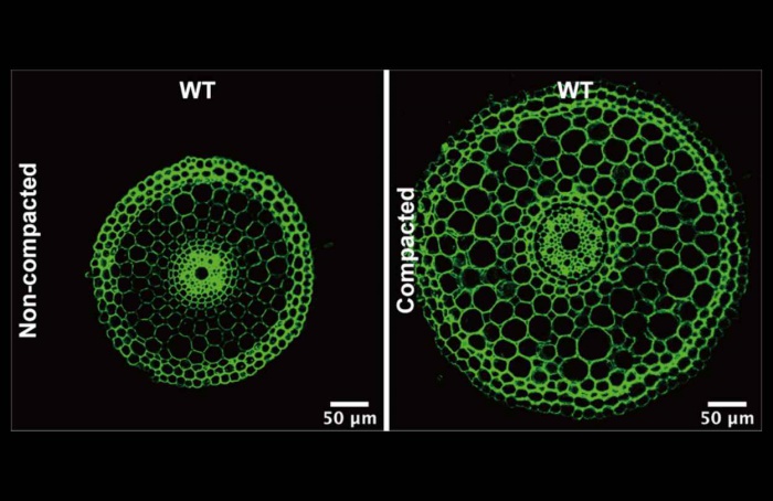 Etileno ajuda raízes a romper solo compactado