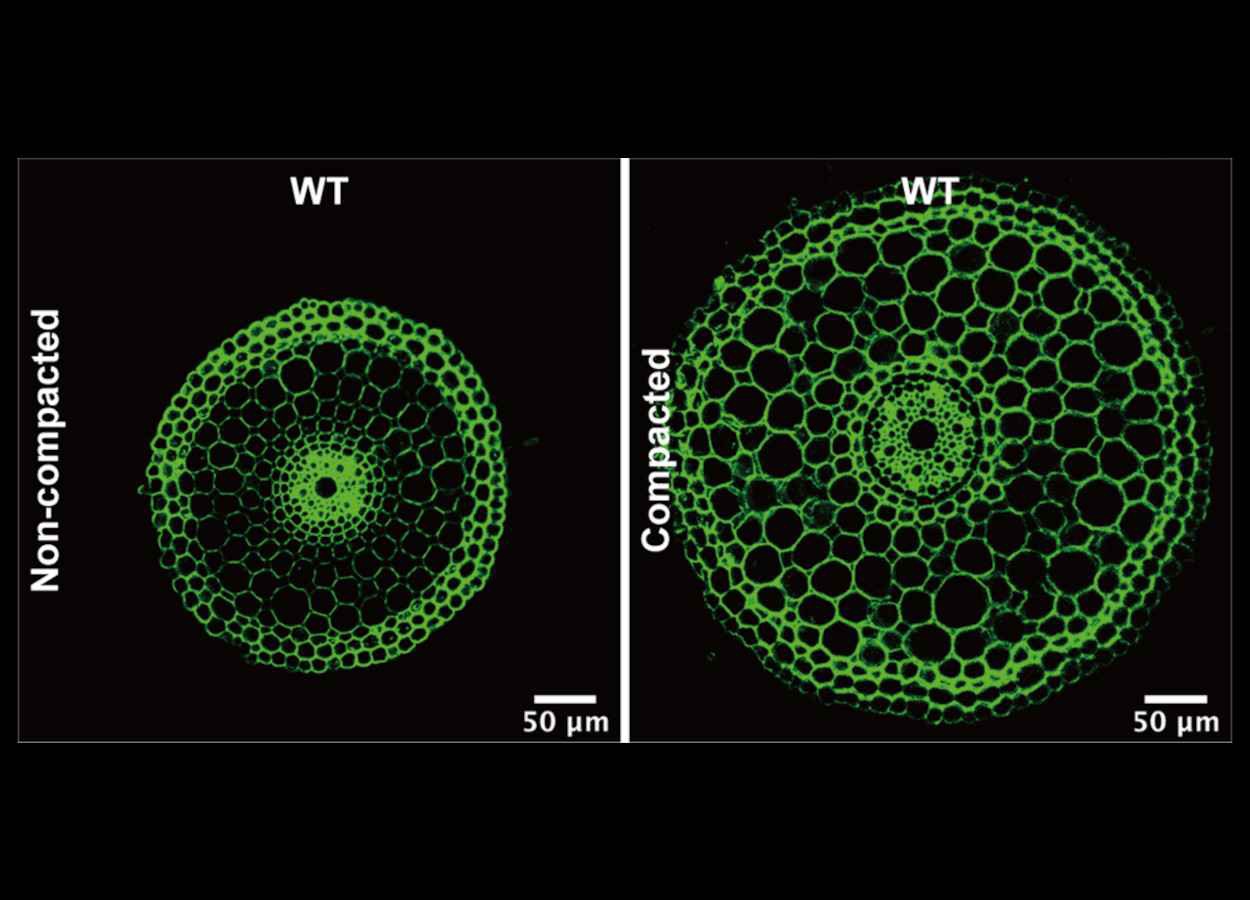 Etileno ajuda raízes a romper solo compactado
