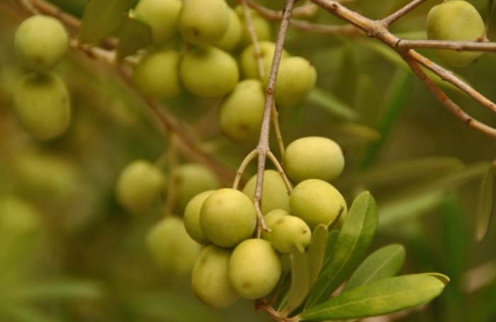 Abertura da Colheita da Oliva no RS muda para abril