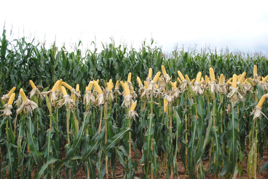 Bayer apresenta novidades em híbridos de milho para a próxima safrinha
