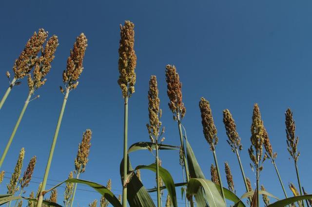 Cultivar de sorgo da Embrapa apresenta altas produtividades em condições de seca
