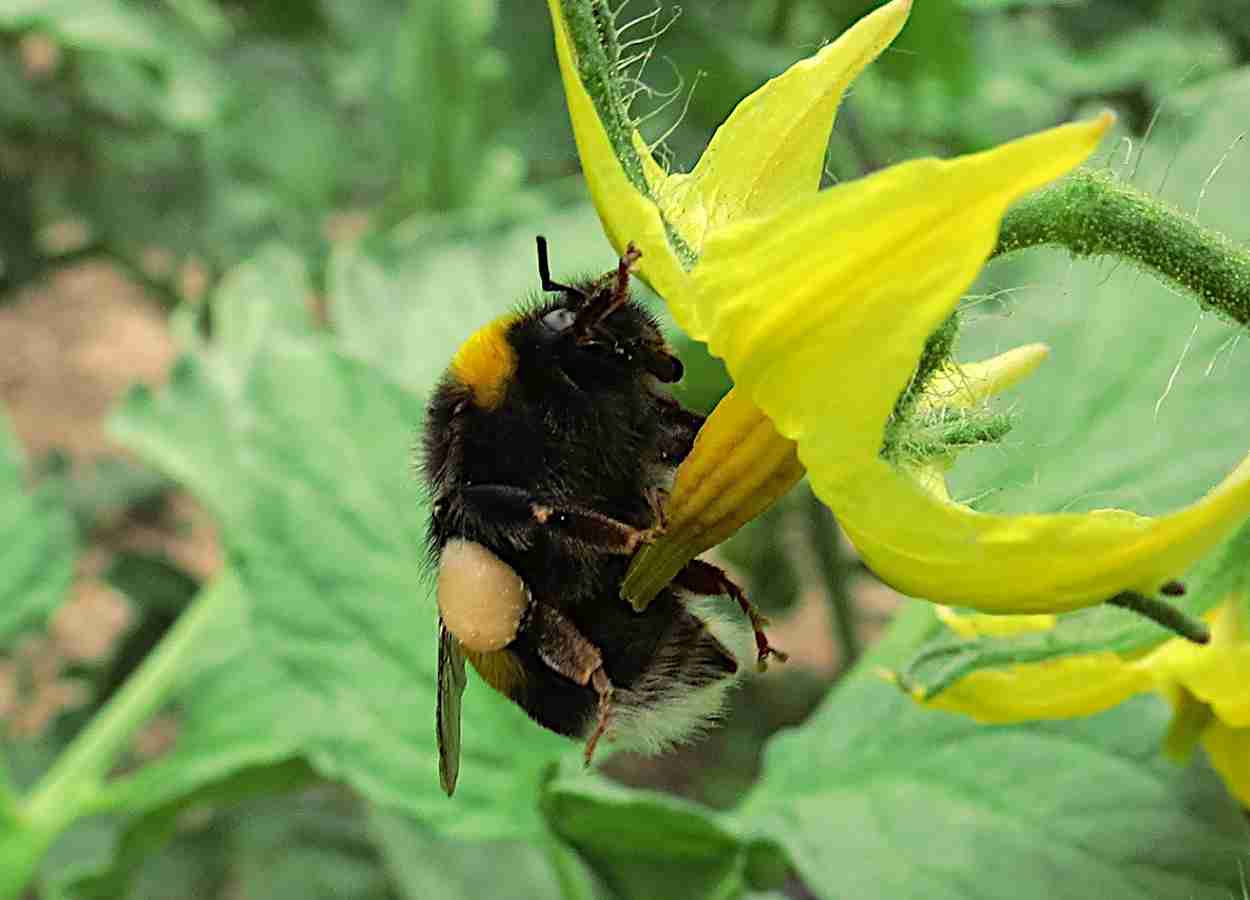 Origem materna influencia microbiota de abelhas