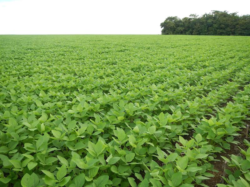 Fazenda Costa Rica, do apresentador Ratinho, sedia Dia de Campo Microgeo