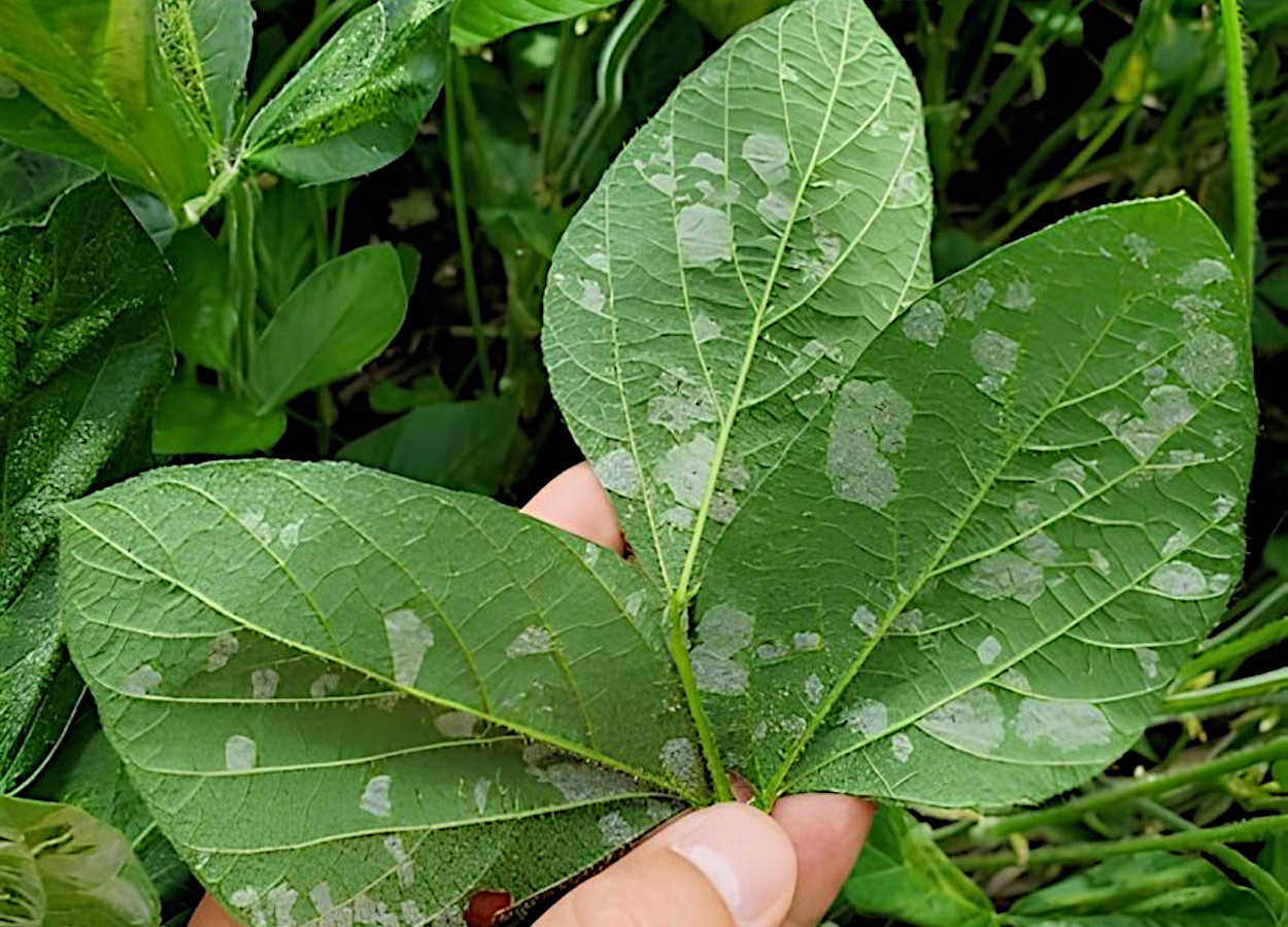 Minas foliares lineares e do tipo mancha causadas por <i>Macrosaccus morrisella</i> - Foto: Robert Koch