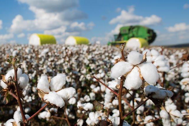 Preços do algodão em pluma estão em queda no mercado brasileiro