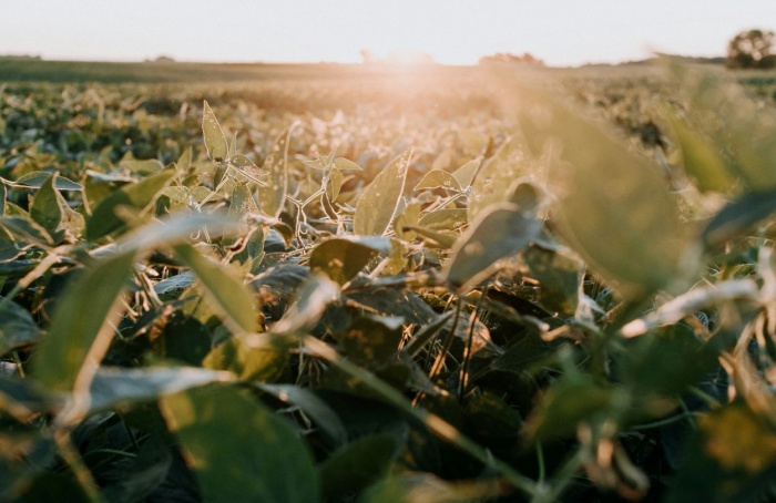 Pesquisa indica novas estratégias para conter nematoides da soja
