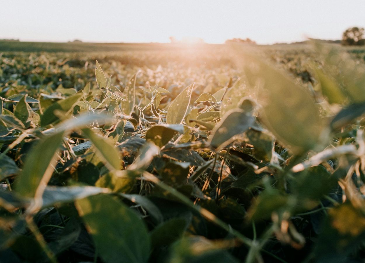 Pesquisa indica novas estratégias para conter nematoides da soja